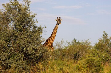 Rothschild's Giraffe, giraffa camelopardalis rothschildi, Adult in Savannah, Masai Mara Park in Kenya