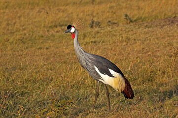 Grey Crowned Crane, balearica regulorum, Adult at Nakuru Park in Kenya