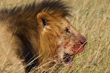 African Lion, panthera leo, Male eating Carcass, Masai Mara Park in Kenya