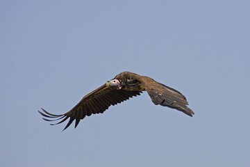 Lappet Faced Vulture, torgos tracheliotus, Adult in Flight, Masai Mara Park in Kenya