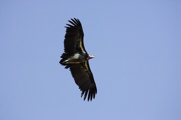Lappet Faced Vulture, torgos tracheliotus, Adult in Flight, Masai Mara Park in Kenya