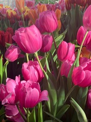Obraz premium Pink tulips 