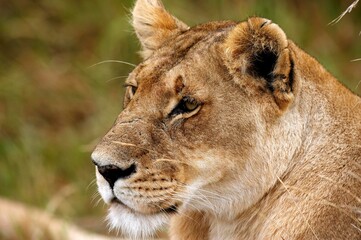 African Lion, panthera leo, Portrait of Female, Masai Mara Park in Kenya