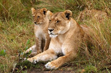 African Lion, panthera leo, Female with Cub, Masai Mara Park in Kenya