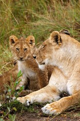 Obraz na płótnie Canvas African Lion, panthera leo, Female with Cub, Masai Mara Park in Kenya