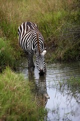Fototapeta na wymiar Burchell's Zebra, equus burchelli, Adult Drinking at Water Hole, Masai Mara Park in Kenya