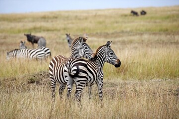 Burchell's Zebra, equus burchelli, Herd standing in Long Grass, Masai Mara Park in Kenya