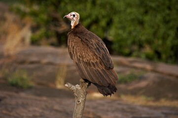 Hooded Vulture, necrosyrtes monachus, Adult standing on Branch, Masai Mara Park in Kenya