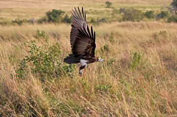 Hooded Vulture, necrosyrtes monachus, Adult in Flight, Masai Mara Park in Kenya