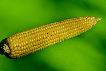 Peeled yellow corn lies on a green table.