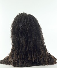 Hungarian Puli Dog, Adult sitting against White Background