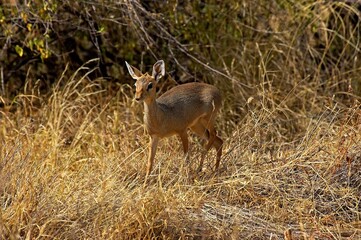Kirk's Dik Dik, madoqua kirkii, Adult standing on Dry Grass, Masai Mara Park in Kenya