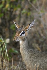 Kirk's Dik Dik, madoqua kirkii, Portrait d'un Adult, Masai Mara Park in Kenya
