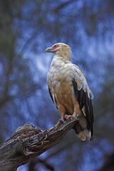 Palm Nut Vulture, gypohierax angolensis, Adult standing on Branch, Masai Mara Park in Kenya