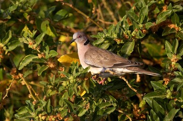 African Mourning Dove, streptopelia decipiens, Adult standing on Branch, Kenya