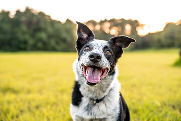 Beautiful Border Collie mix outdoors at sunset, easy to train dog breed