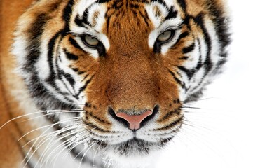Fototapeta na wymiar Siberian Tiger, panthera tigris altaica, Adult standing on Snow