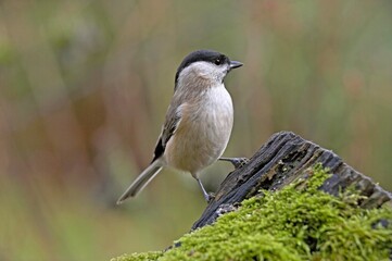 Obraz premium Marsh Tit, parus palustris, Adult standing on Branch, Normandy