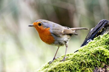 European Robin, erithacus rubecula, Adult standing on Moss, Normandy