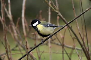 Obraz premium Great Tit, parus major, Male standing on Branch, Normandy
