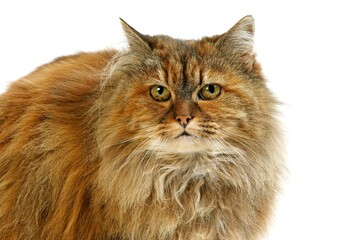 Tortoiseshell Persian Domestic Cat, Portrait of Female against White Background