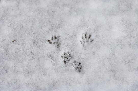 Squirrel Track Images – Browse 476 Stock Photos, Vectors, and Video | Adobe  Stock