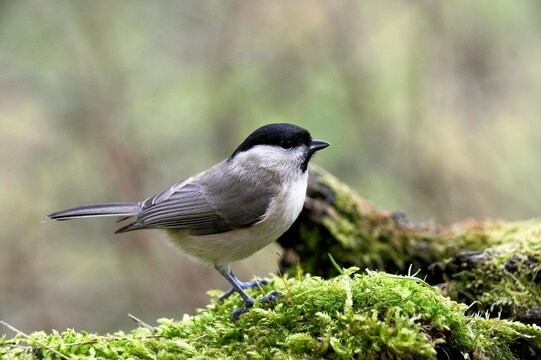Marsh Tit, parus palustris, Adult standing on Moss, Normandy
