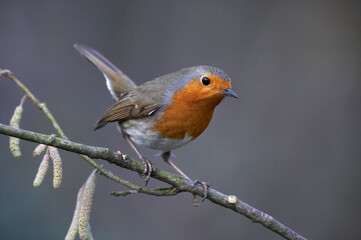 European Robin, erithacus rubecula, Adult standing on Branch, Normandy