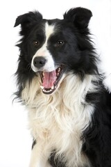 Border Collie Dog, Male Yawning against White Background