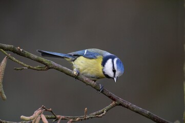 Blue Tit, parus caeruleus, Adult standing on Hazelnut Tree Branch, Normandy