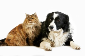 Border Collie Male with Tortoiseshell Persian Female, Dog and Cat laying against White Background