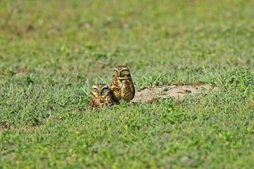 Borrowing Owl, athene cunicularia, Adults standing at Den entrance, Los Lianos in Venezuela