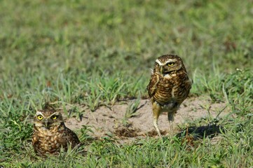 Borrowing Owl, athene cunicularia, Adults standing at Den entrance, Los Lianos in Venezuela