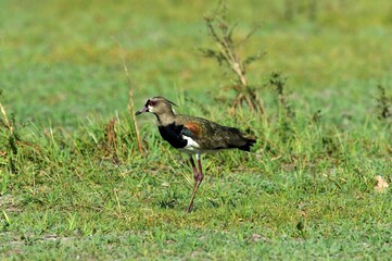 Southern Lapwing, vanellus chilensis, Adult standing on Grass, Los Lianos in Venezuela