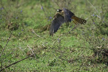 Aplomado Falcon, falco femoralis, Adult in Flight, Los Lianos in Venezuela