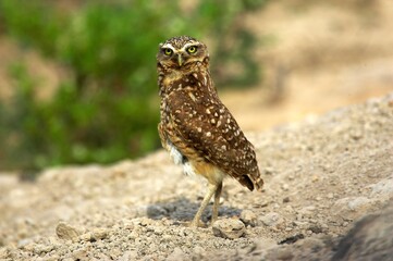 Borrowing Owl, athene cunicularia, Adult, Los Lianos in Venezuela