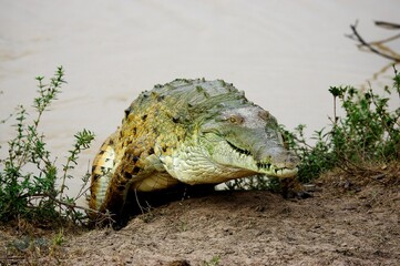Orinoco Crocodile, crocodylus intermedius, Adult emerging from Water, Los Lianos in Venezuela