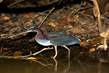 Agami Heron or Chestnut-Bellied Heron, agamia agami, Adult standing in Water, Los Lianos in Venezuela