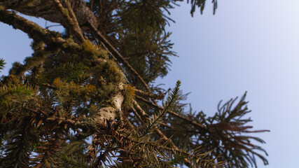 pine tree branches