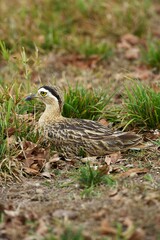 Double-Striped Thick-Knee, burhinus bistriatus, Adult standing on Nest, Los Lianos in Venezuela