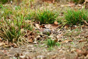 Double-Striped Thick-Knee, burhinus bistriatus, Egg on Nest, Los Lianos in Venezuela