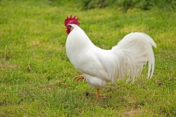 Leghorn Domestic Chicken, Cockerel walking on Grass - obrazy, fototapety, plakaty