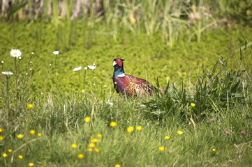 Commmon Pheasant, phasianus colchicus, Male standing in Long Grass, Normandy