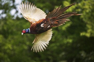 Commmon Pheasant, phasianus colchicus, Male in Flight, Normandy