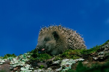 European Hedgehog, erinaceus europaeus , Adult standing on Moss, Normandy