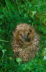 European Hedgehog, erinaceus europaeus , Adult standing on Grass, Normandy