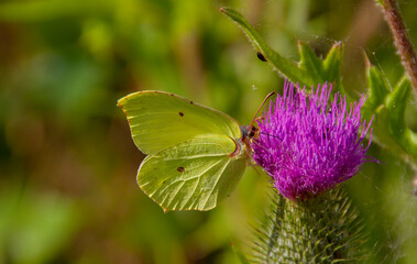 Gonepteryx rhamni (known as the common brimstone) is a butterfly of the family Pieridae. It lives throughout the Palearctic zone and is commonly found across Europe, Asia, and North Africa.