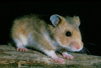 Golden Hamster, mesocricetus auratus, Adult against Black Background