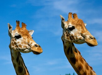 Rothschild's Giraffe, giraffa camelopardalis rothschildi, Portrait of Adults against Blue Sky © slowmotiongli