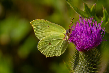 Gonepteryx rhamni (known as the common brimstone) is a butterfly of the family Pieridae. It lives throughout the Palearctic zone and is commonly found across Europe, Asia, and North Africa.